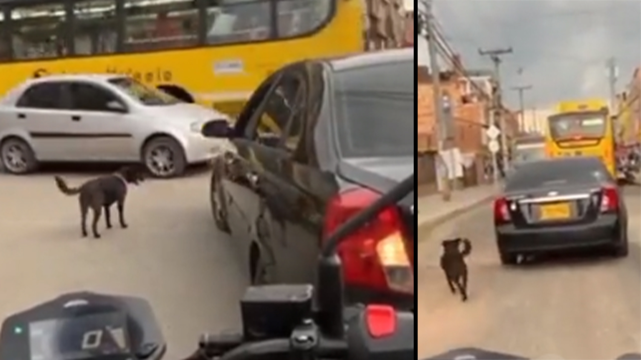 Momentos de angustia para personas y animales en las corralejas de Caucasia UNIRLOS - CORTINILLA Y CORTESÍA -
