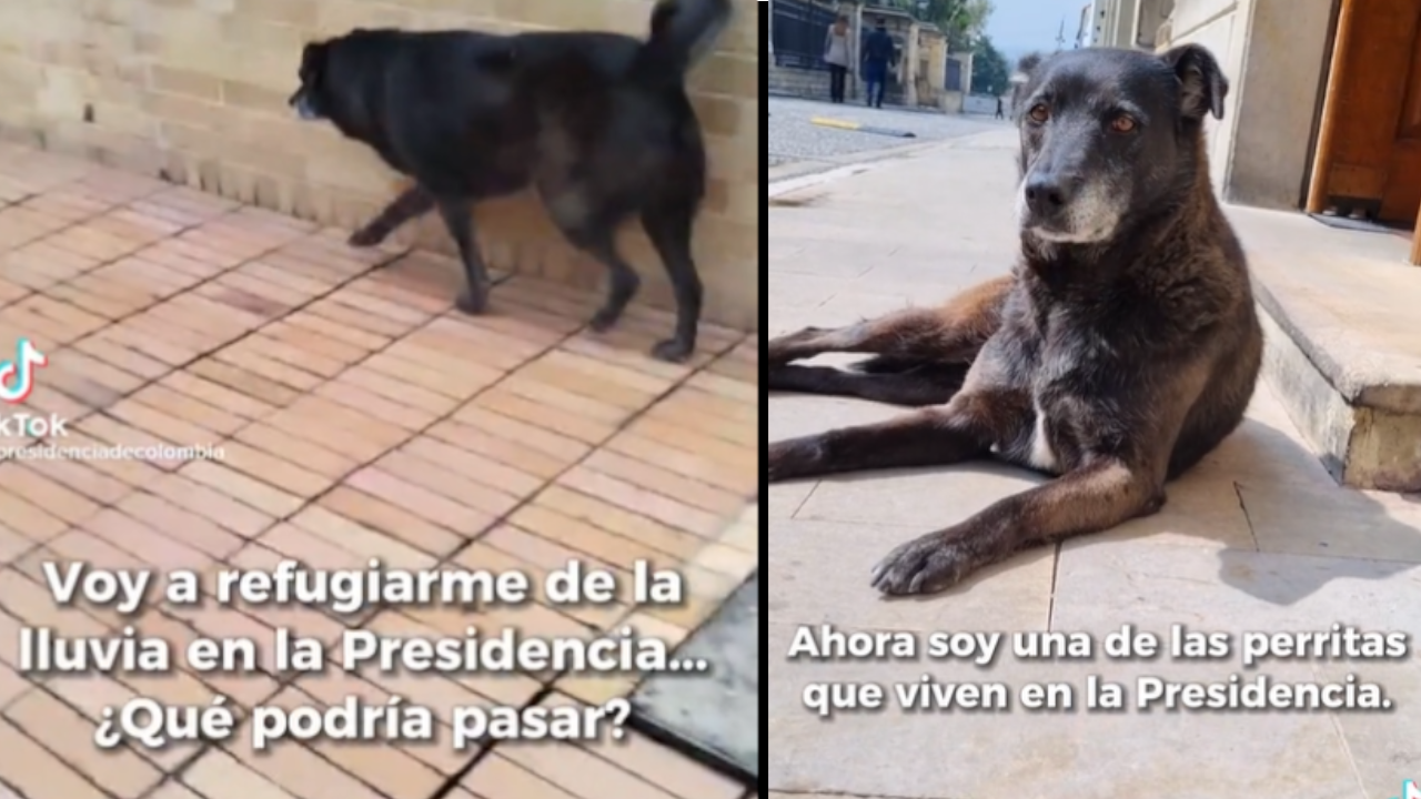 La perrita que adoptaron en la presidencia de Colombia