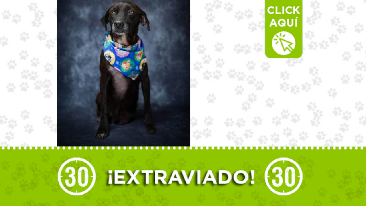 Este perrito responde a los nombre de 'Liam' o 'Atila' y se extravió en Santa Mónica