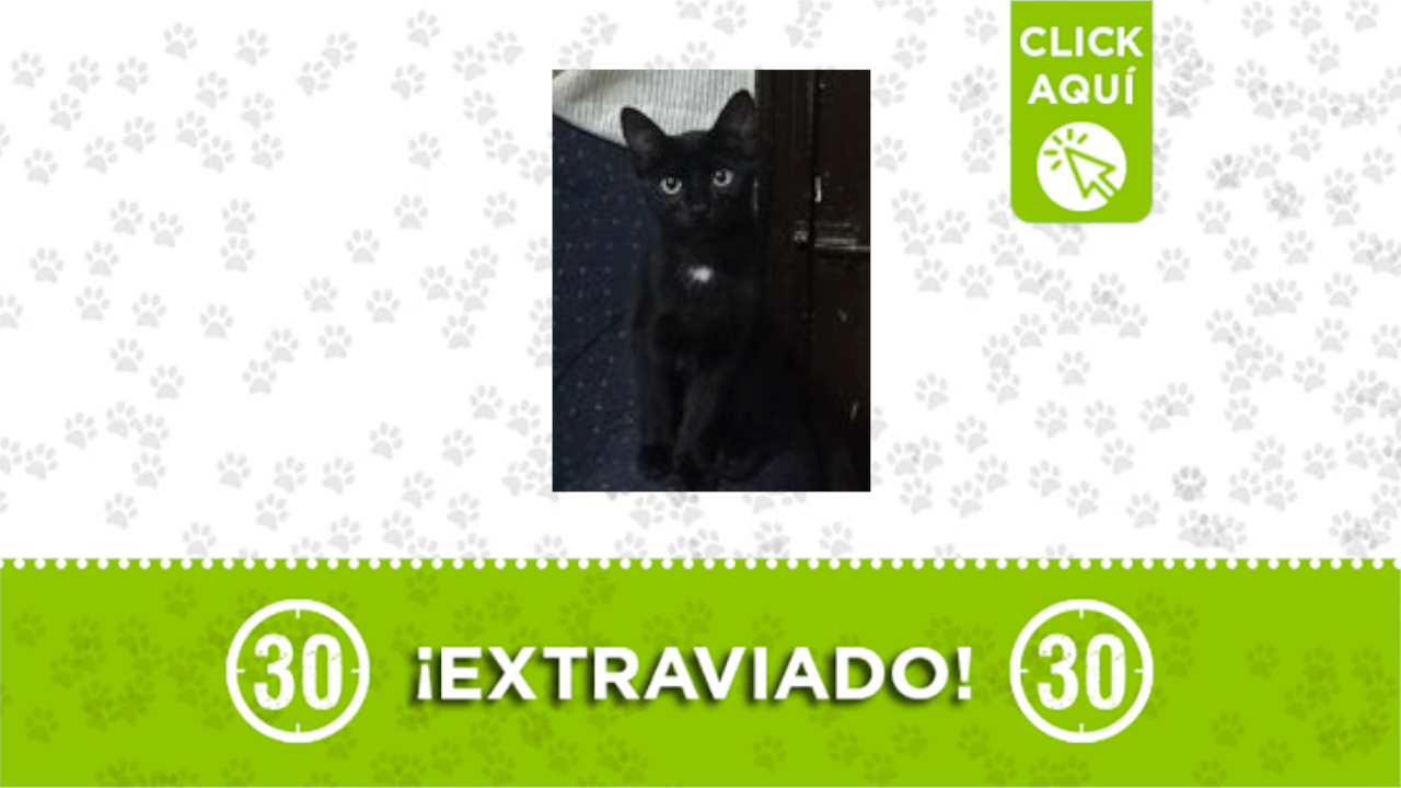 ‘Oreo’ se perdió en Guayabal San Rafael