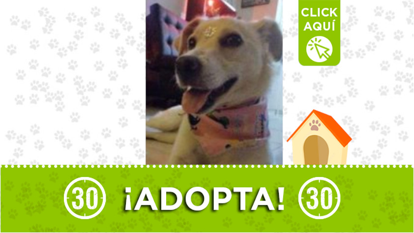 Esta perrita busca un hogar ¡Adopta!
