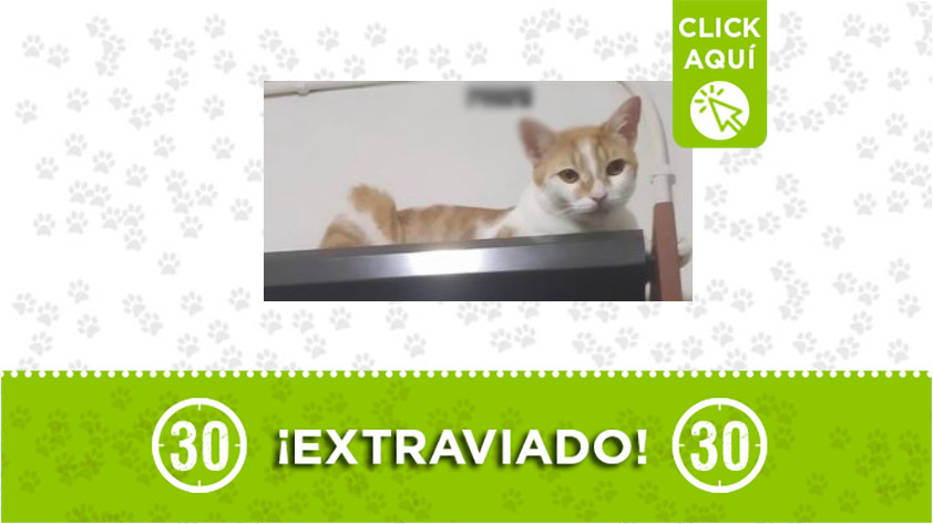 "Pardo" se extravió en Yarumit, Itagüí
