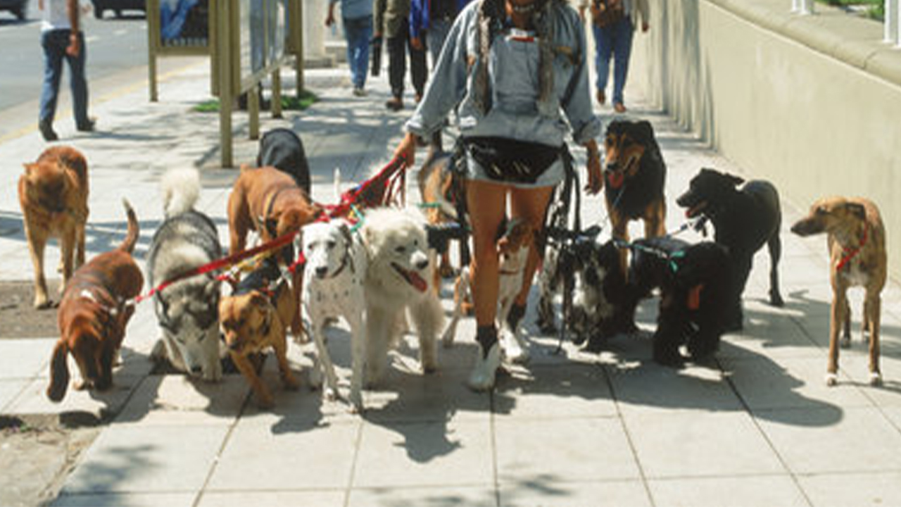 Veterinarios revelaron qué raza de perro no tendrían