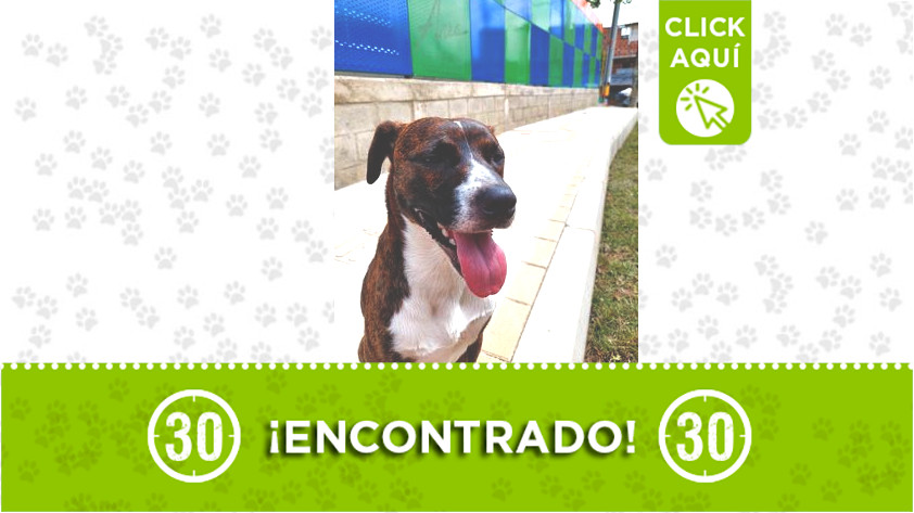 Perro encontrado en El Tablazo, Itagüí