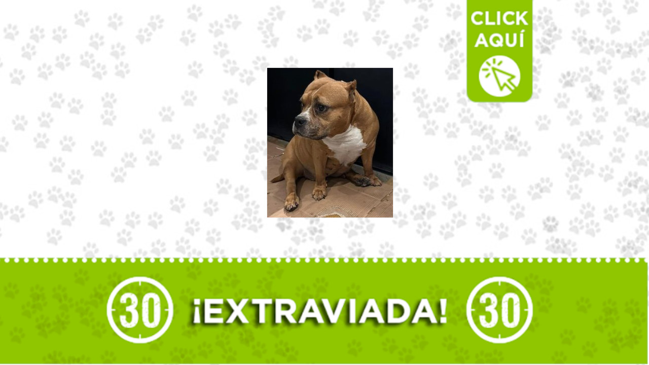 Perrita