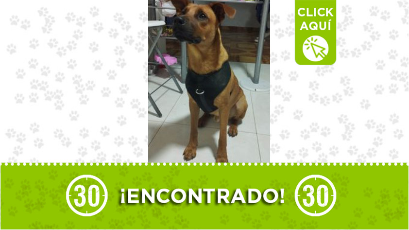 Perrito encontrado en Santa María, Itagüi