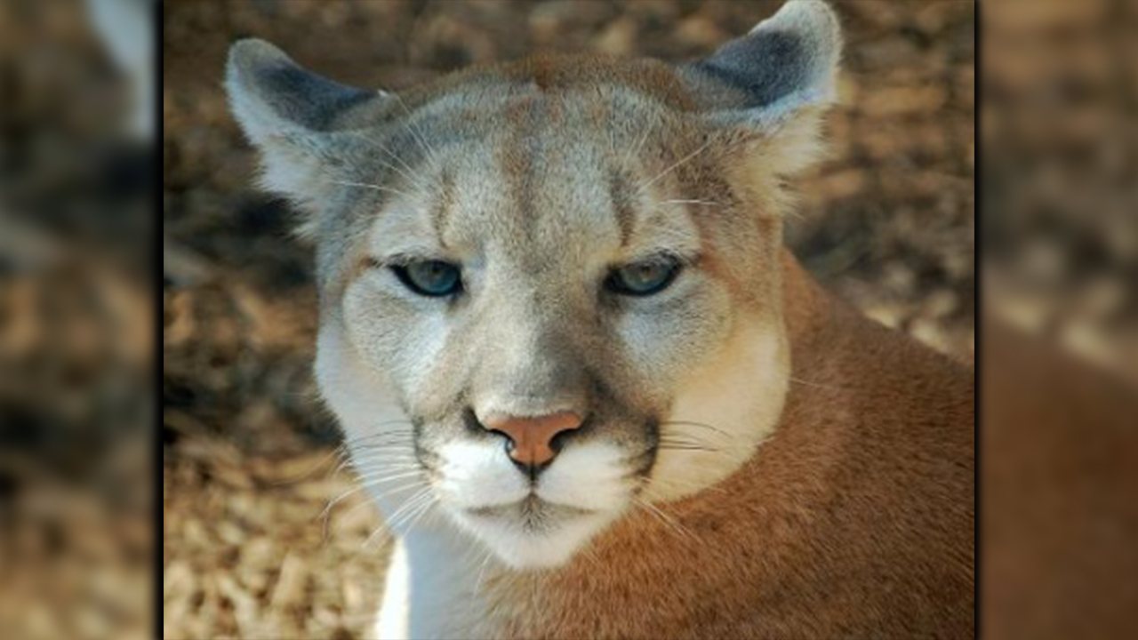 Tres pumas en Villamaría se estarían comiendo el ganado