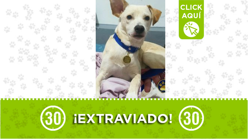 "Polar", se perdió en Buenos Aires