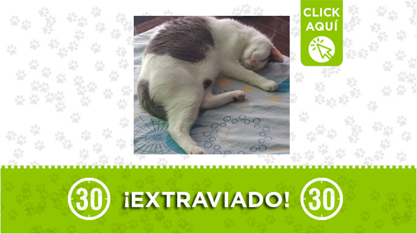 ‘Romeo’ se extravió en Campo Valdés