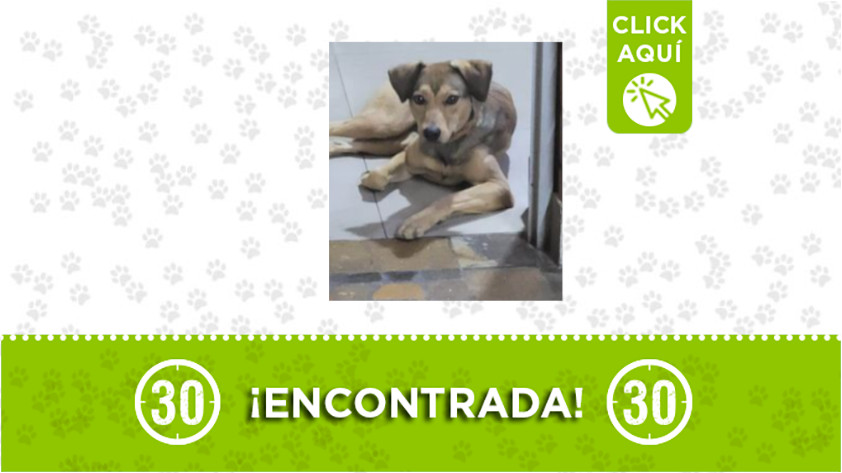 Perrita encontrada en Sabaneta