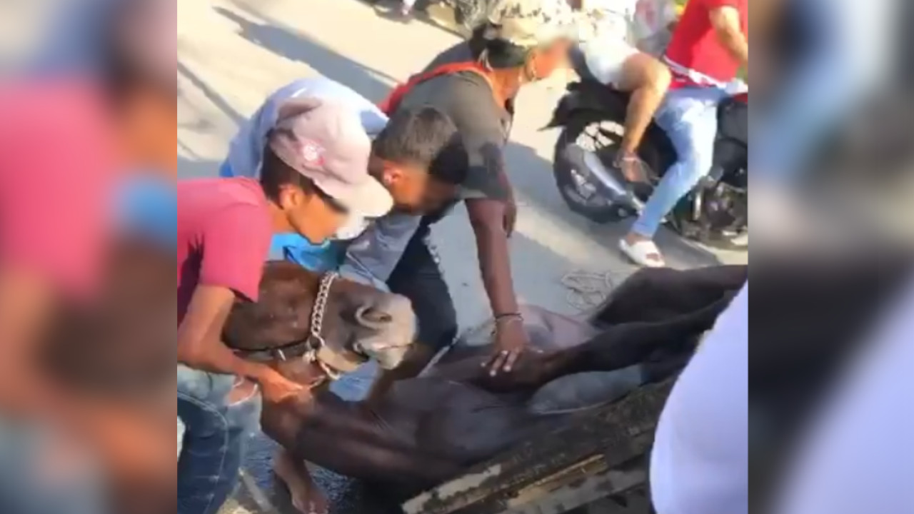 [VIDEO] ¡Qué pesar! Un caballo se desplomó en una vía en Urabá