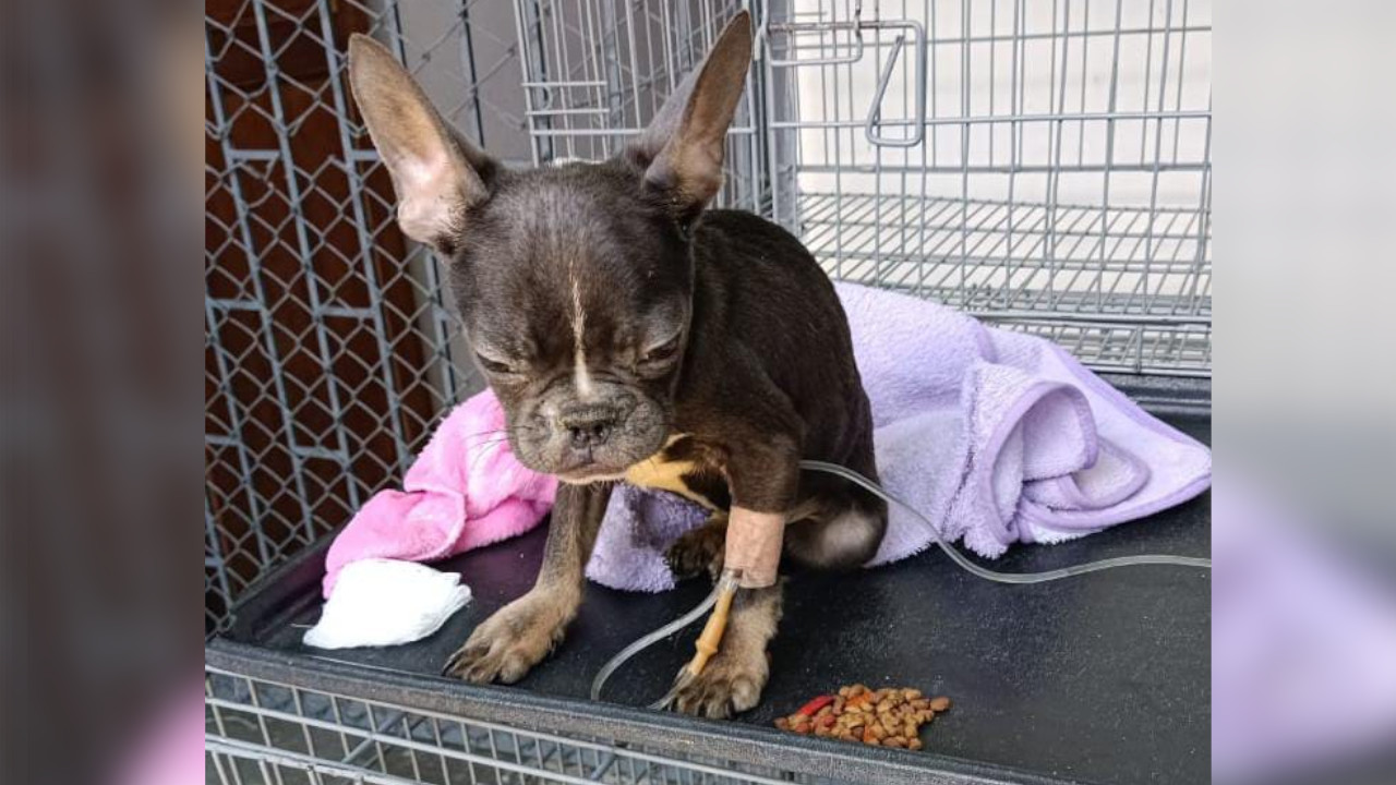 [VIDEO] Desalmados abandonaron a un perrito con Covid en Rionegro