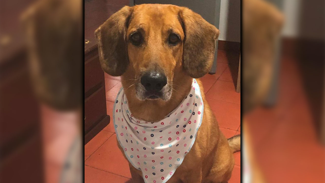 [VIDEO] Un ‘tipo’ le intentó aplicar la eutanasia a un perrito en Sabaneta sin ser veterinario