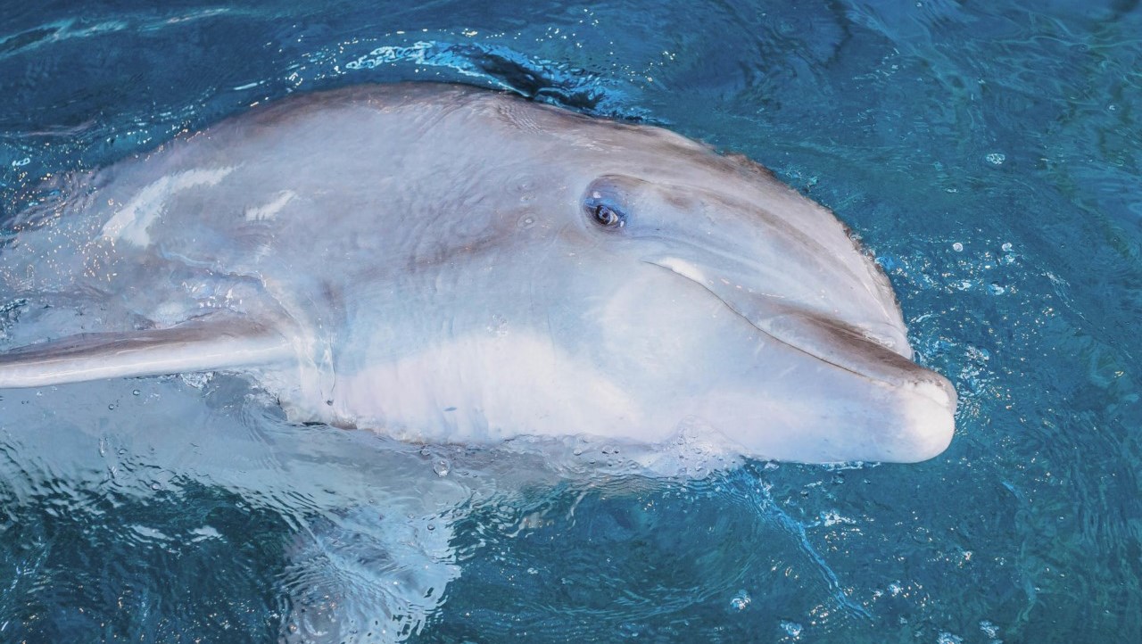 Delfín murió luego de ser golpeado por una lancha en Turbo