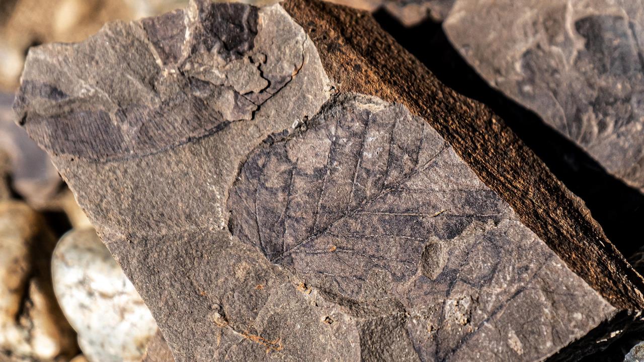 Dinosaurios de 10 metros dominaron Patagonia chilena hace 70 millones de años