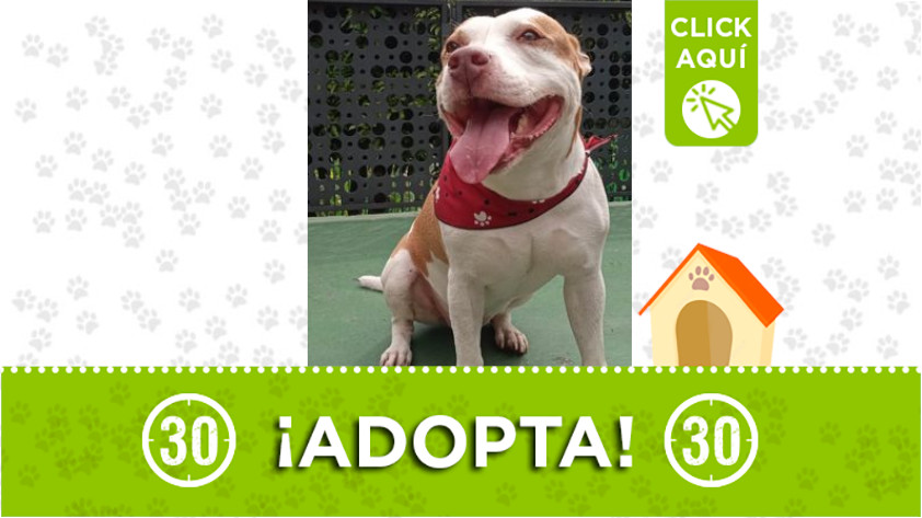 "Cárter" busca un hogar en el que le brinden mucho amor- adopta