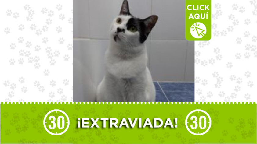 "Zafrina" se extravió en Pedregal