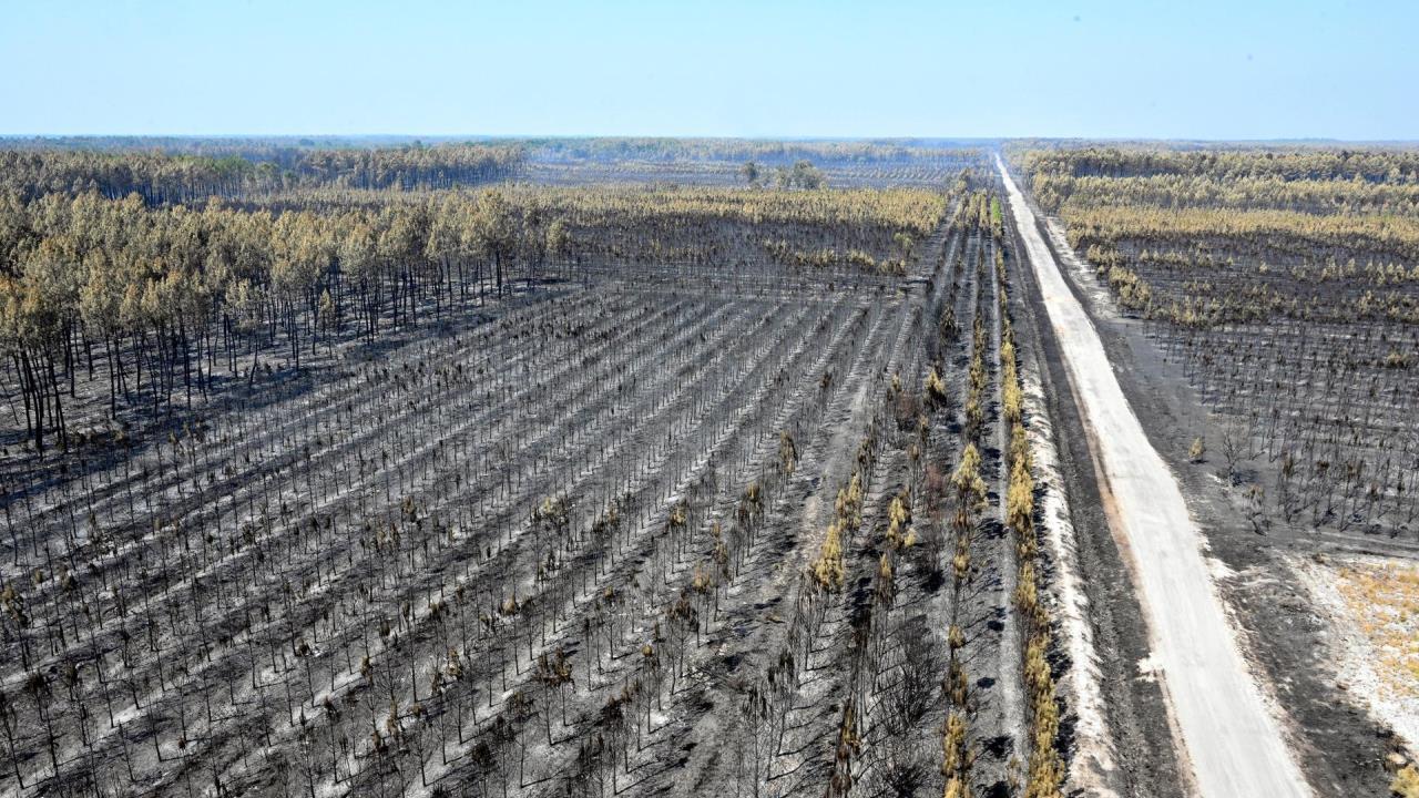 Los incendios le cuestan al mundo 50.000 millones de dólares cada año