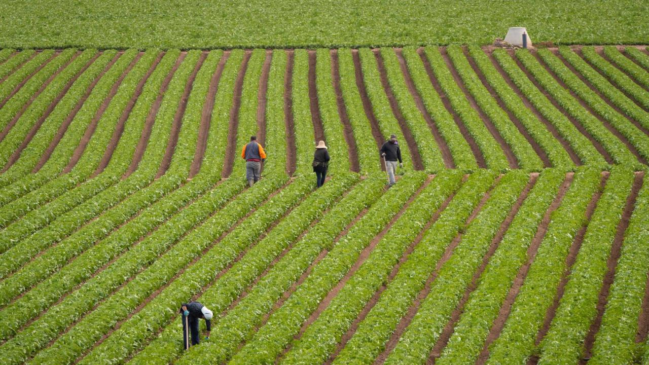 ¡Quién lo creyera! Las lechugas contienen sustancias tóxicas de neumáticos