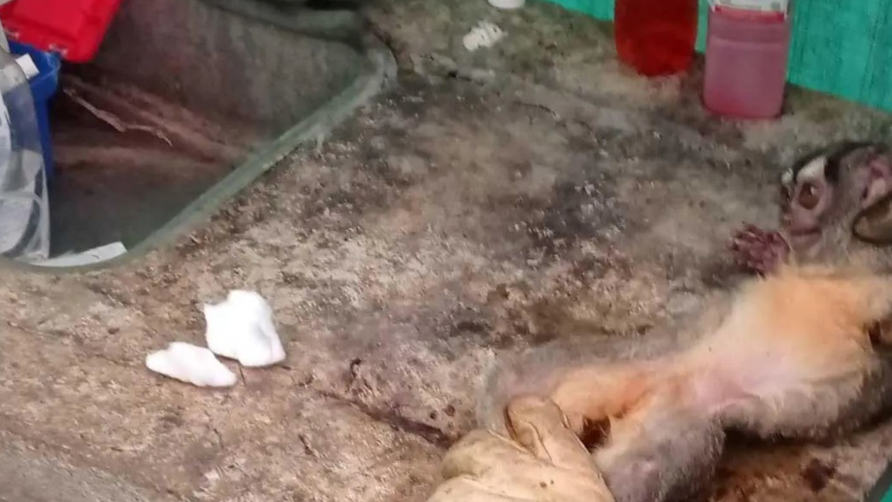 ¡Qué dolor! maltrato animal en contra de 133 monos 2 maltrato