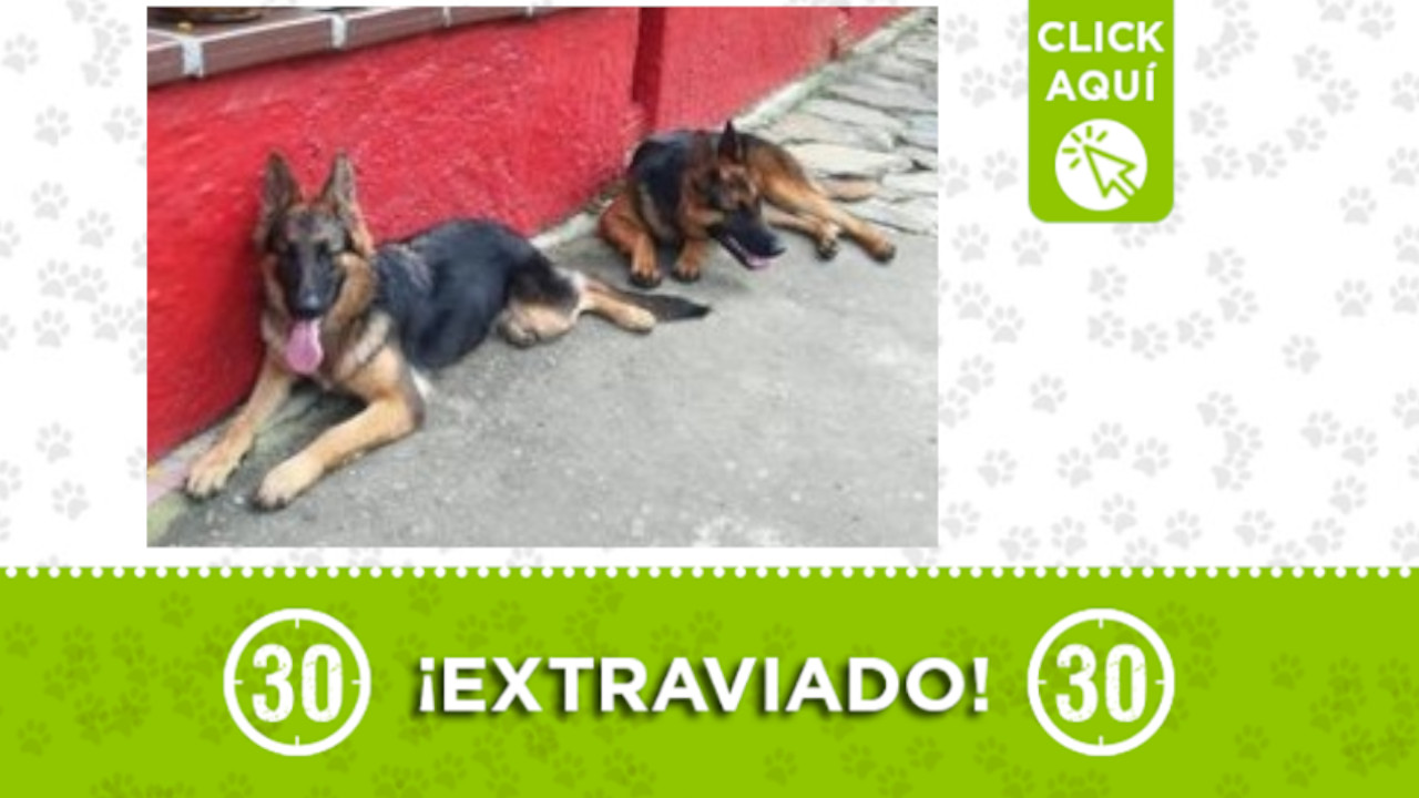 Estos dos perritos se extraviaron en San Cristóbal