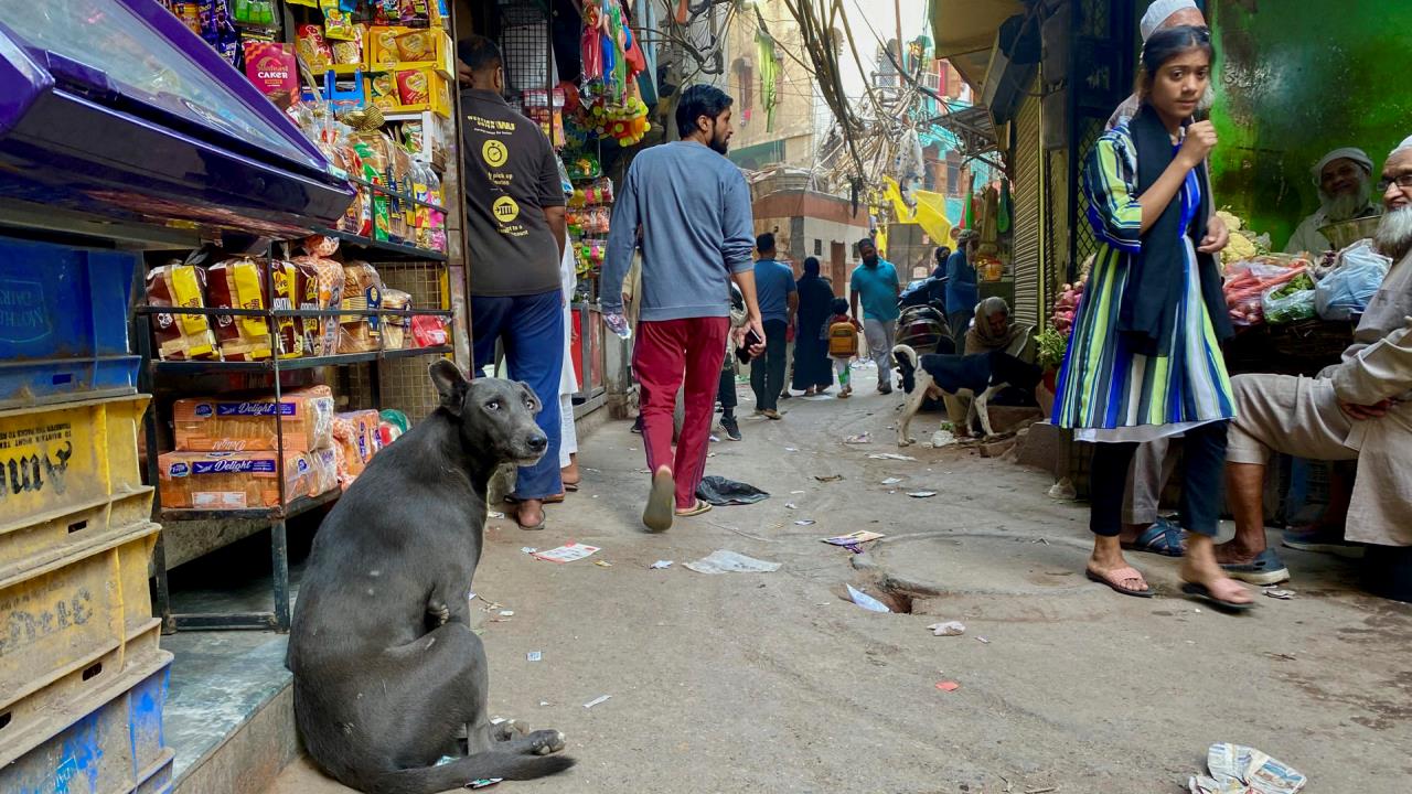 El perro y el hombre, la pelea por las calles de la India