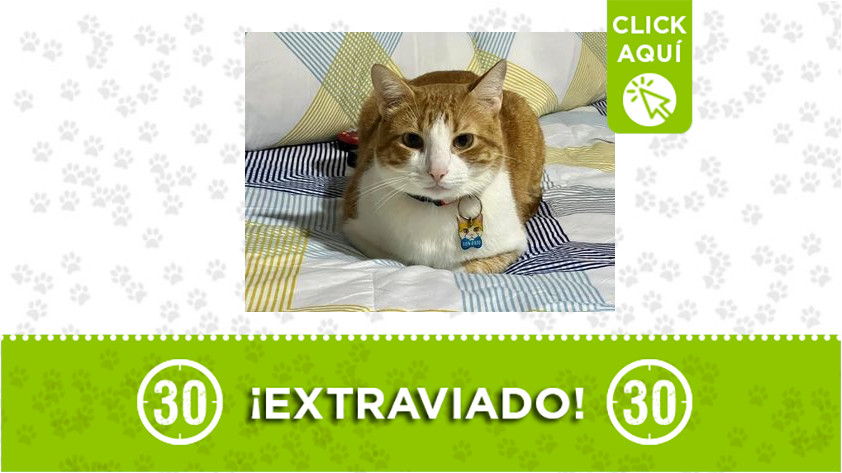 ‘Don Gato’ se extravió en Belén Alameda