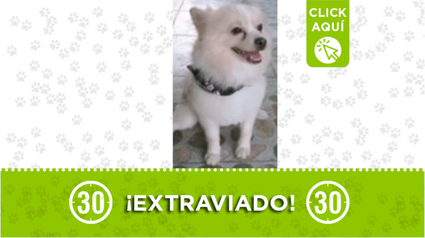 ‘Volt’ se extravió en el barrio Pablo Escobar