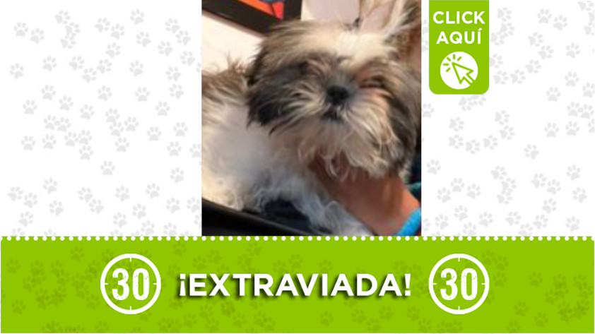 "Lulu" se perdió en Villa Paula, Itagüí