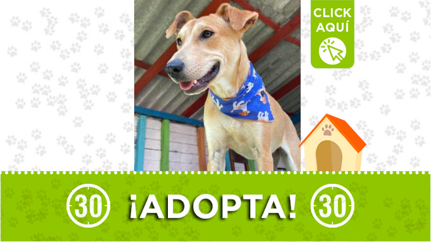 Lulu busca un hogar, ¿quiere adoptarla?
