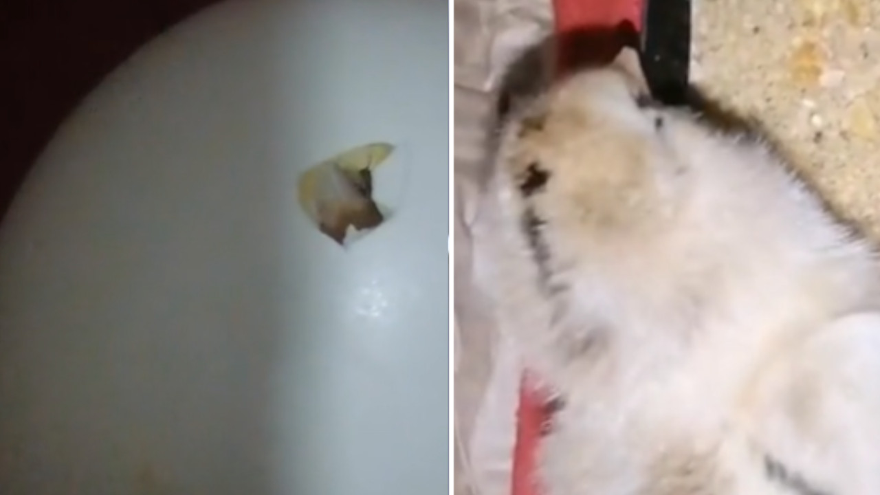 [VIDEO] Mujer se llevó gran sorpresa con caja de huevos: “pio, pio”