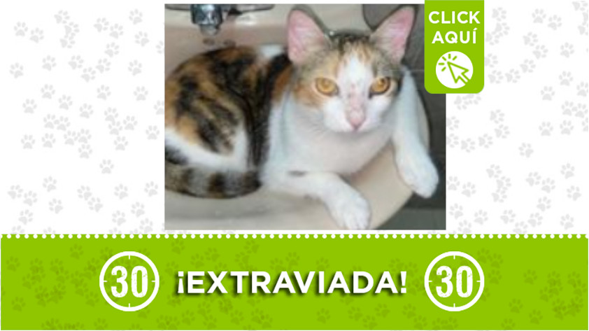 ‘Kimera’ se extravió en Quinta Linda