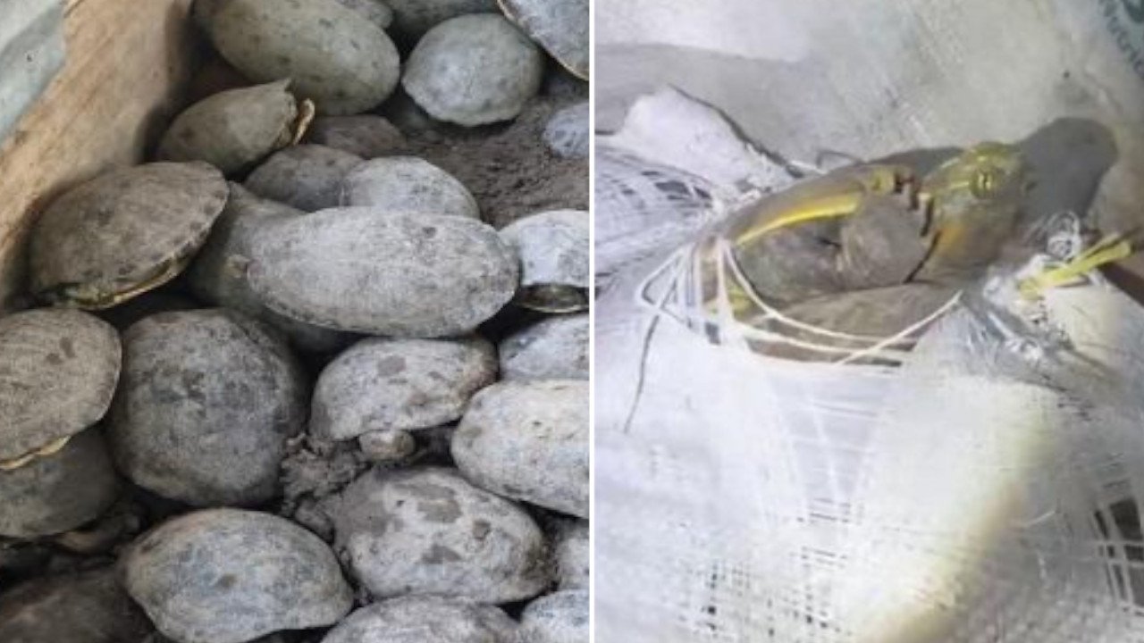 Más de 1.300 tortugas y 200 iguanas iban a ser vendidas en Semana Santa en la Costa Atlántica