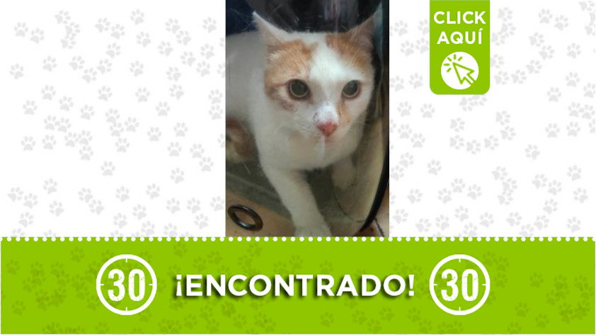 Gato encontrado en el barrio Pérez de Bello