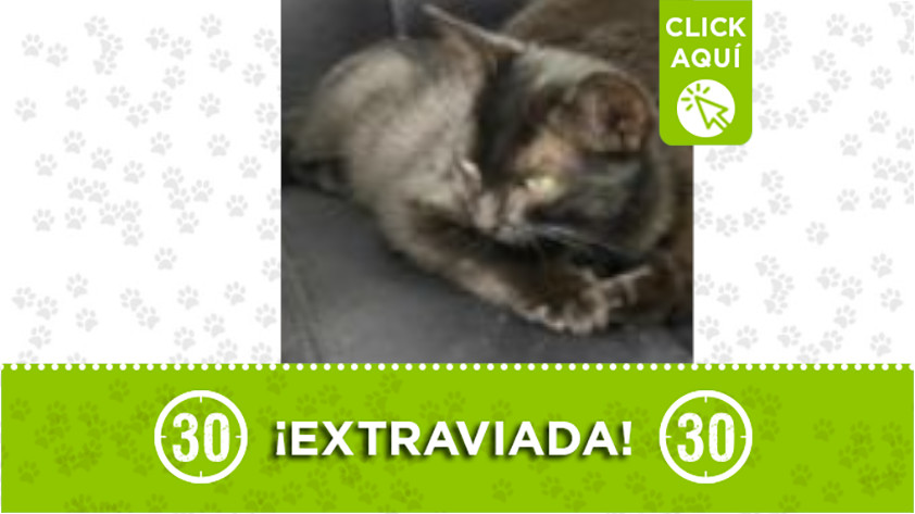 ‘Kitty’ se perdió en Manrique