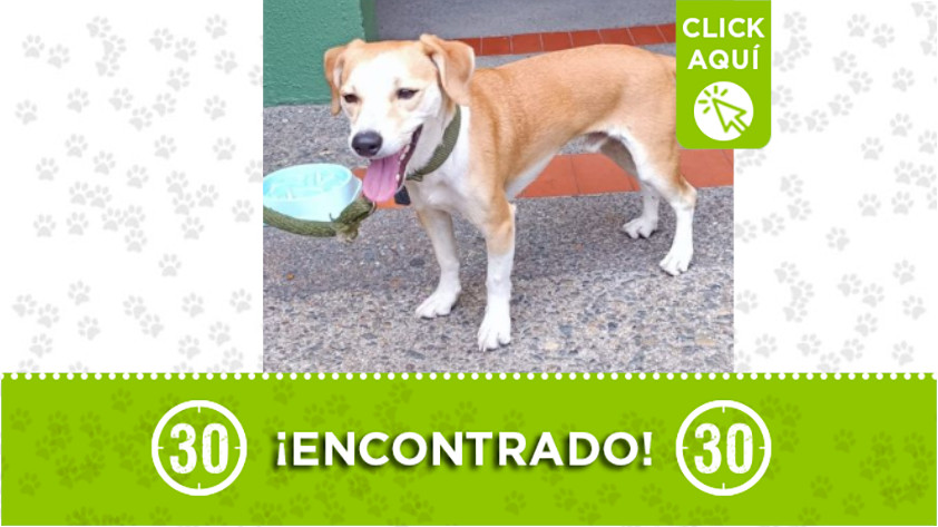 Perrito encontrado
