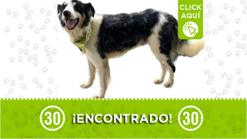 Perrito encontrado en Guarne