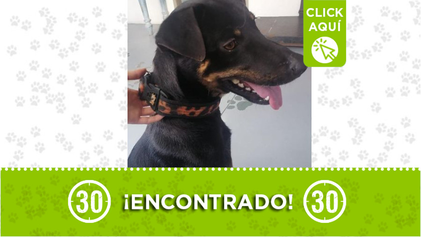 Perrito encontrado en Aves María, Sabaneta