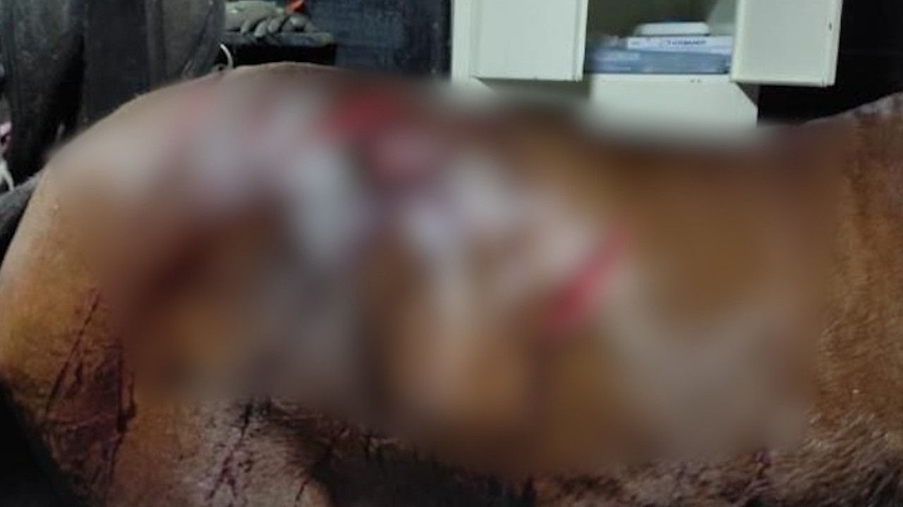 Yegua fue apuñalada 14 veces en un criadero de Cundinamarca