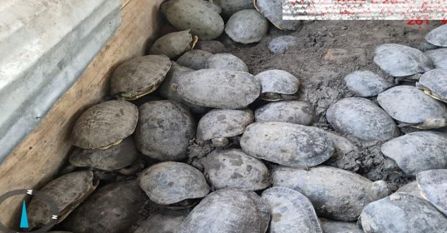 Más de 1.300 tortugas y 200 iguanas iban a ser vendidas en Semana Santa en la Costa Atlántica 2 Más de 1.300 tortugas y 200 iguanas iban a ser vendidas en Semana Santa en la Costa Atlántica