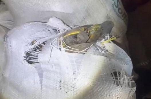 Más de 1.300 tortugas y 200 iguanas iban a ser vendidas en Semana Santa en la Costa Atlántica 5 Más de 1.300 tortugas y 200 iguanas iban a ser vendidas en Semana Santa en la Costa Atlántica