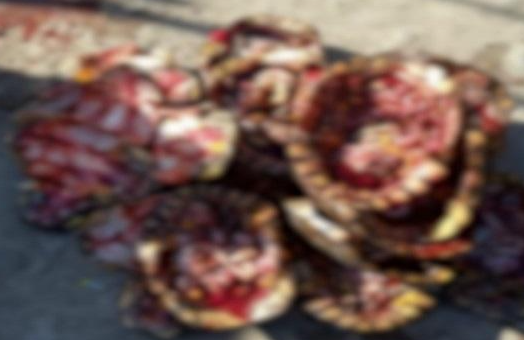Más de 1.300 tortugas y 200 iguanas iban a ser vendidas en Semana Santa en la Costa Atlántica 4 Más de 1.300 tortugas y 200 iguanas iban a ser vendidas en Semana Santa en la Costa Atlántica