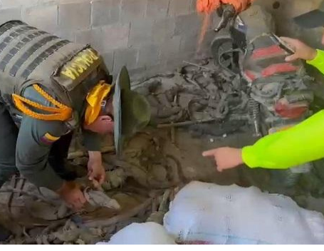 Más de 1.300 tortugas y 200 iguanas iban a ser vendidas en Semana Santa en la Costa Atlántica 3 Más de 1.300 tortugas y 200 iguanas iban a ser vendidas en Semana Santa en la Costa Atlántica