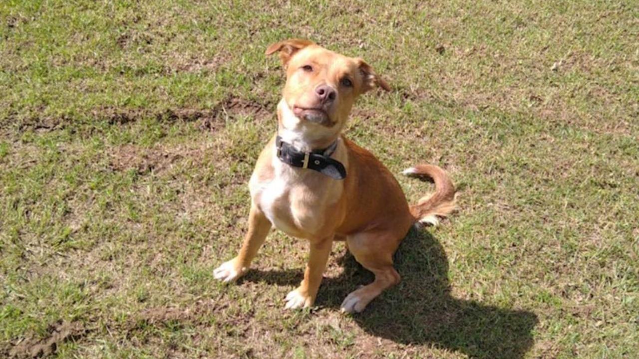 FOTOS Y VIDEO: ¡Nueve meses “a la sombrita”! Atacó con una pulidora a ‘Canelo’ en Bello