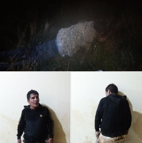 Bolivia: Recluso disfrazado de oveja le frustraron el sueño de regresar a la “libertad”