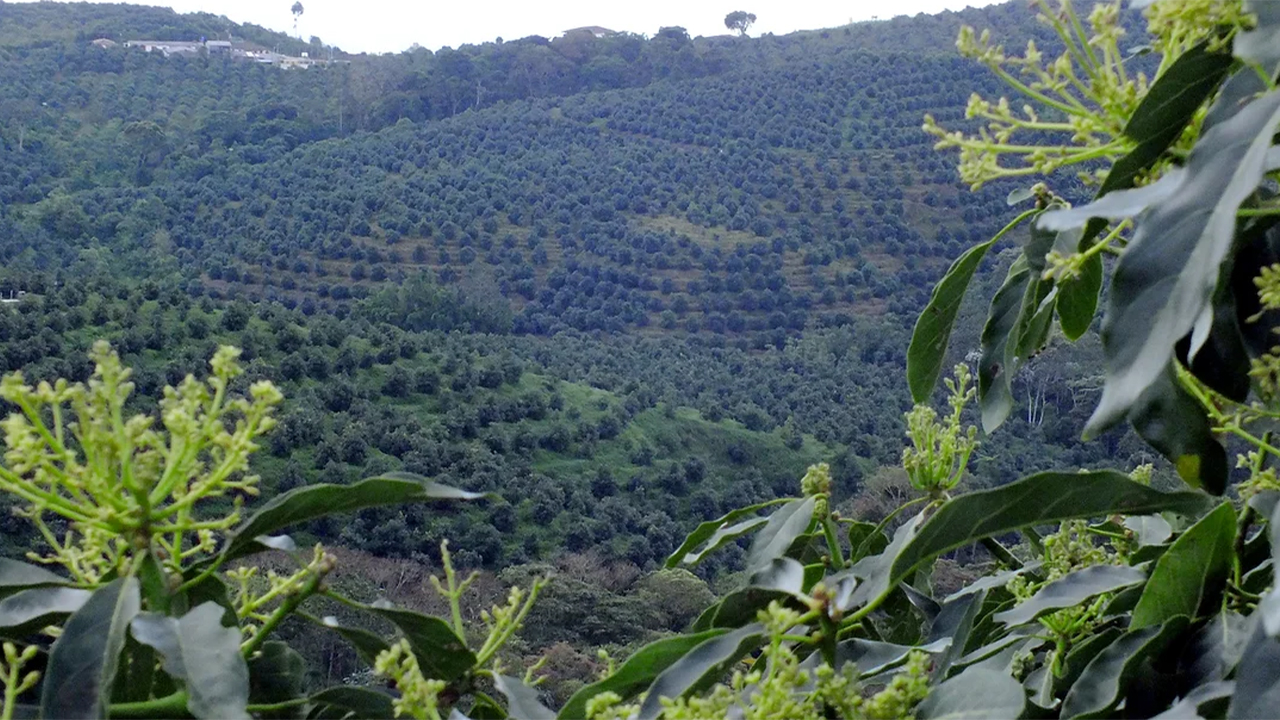 Corporación aguacatera dice a Ministra de Agricultura que no les han llegado recursos para enfrentar ola invernal