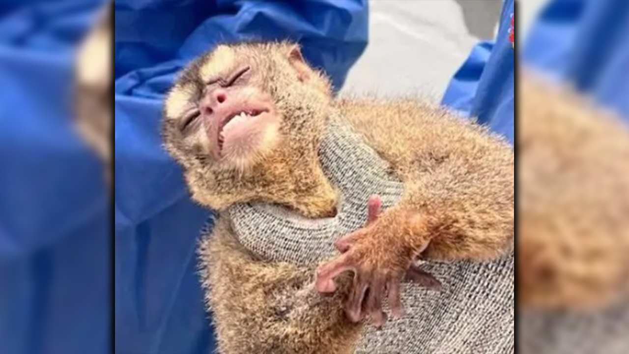 'Carísima la sanción': Dos entidades colombianas fueron multadas por experimentar con primates