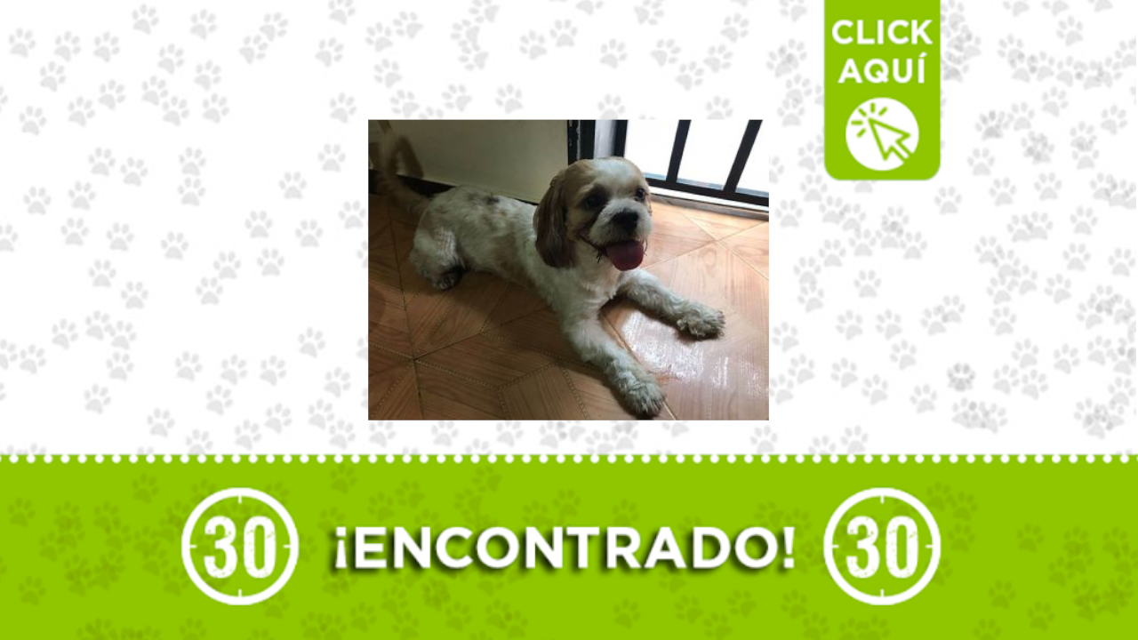 perrito encontrado