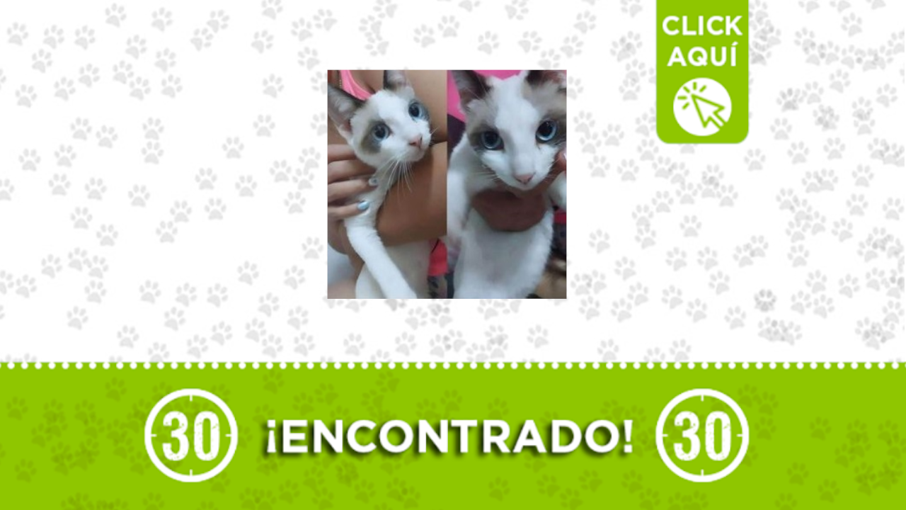 gatrito encontrado