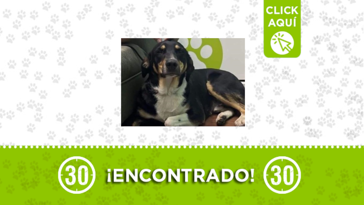 perrito encontrado